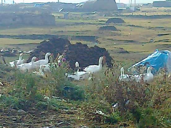 Göle Dölekçayır Köyü Resimleri 10