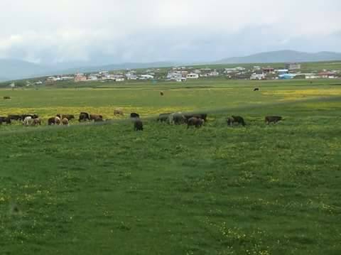 Göle Dölekçayır Köyü Resimleri 3