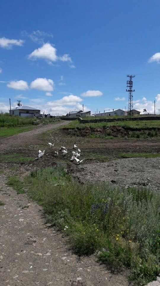 Göle Dölekçayır Köyü Resimleri 5