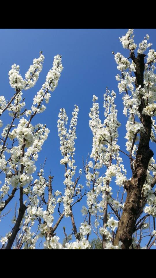 Turgutlu Yeniköy Köyü Resimleri 3