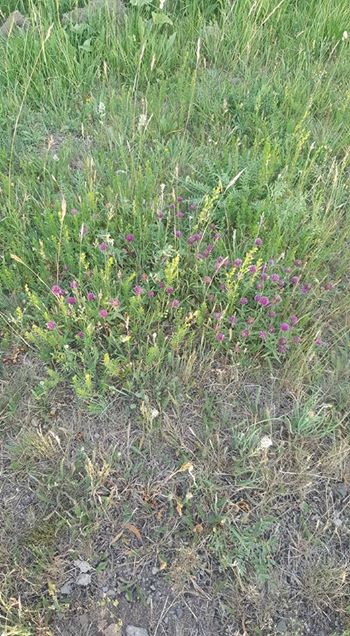 Göle Durucasu Köyü Resimleri 11