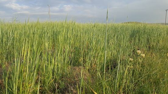 Göle Durucasu Köyü Resimleri 5