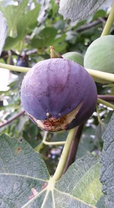 Antalya Gazipaşa Çığlık Köyü Resimleri 8