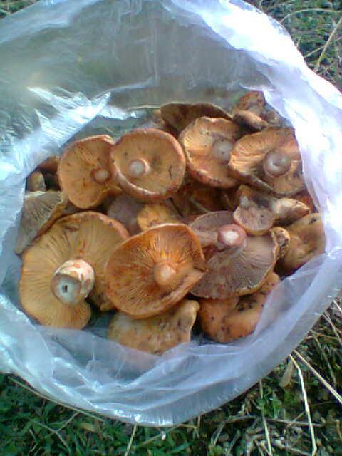 Antalya Gazipaşa Çığlık Köyü Resimleri 9