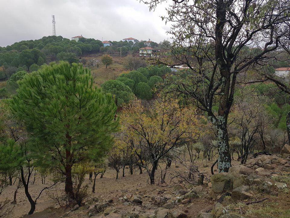 Ayvalık Akçapınar Köyü Resimleri 3