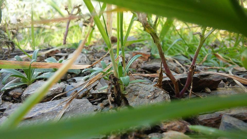 Antalya Gazipaşa Çörüş Köyü Resimleri 14