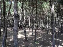 Mengen Karakaya Köyü Resimleri 3