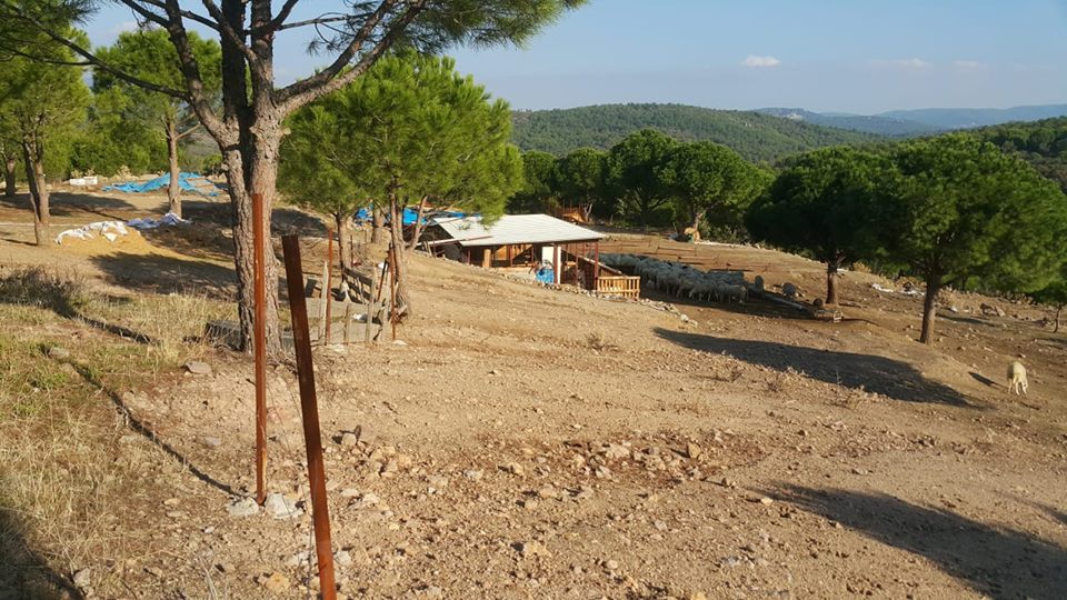 Ayvalık Hacıveliler Köyü Resimleri 1