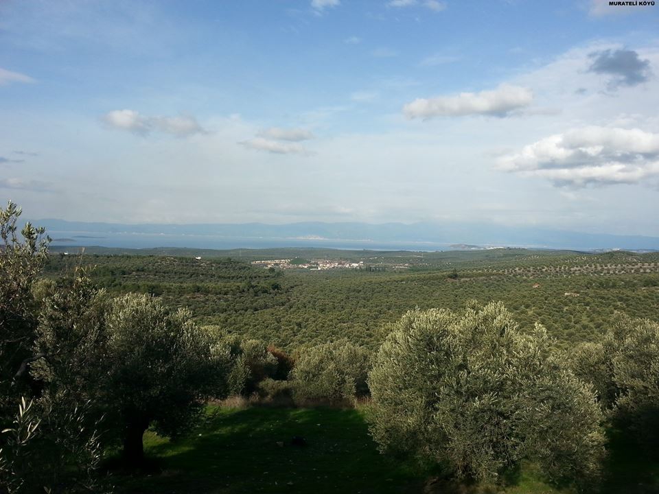 Ayvalık Murateli Köyü Resimleri 2