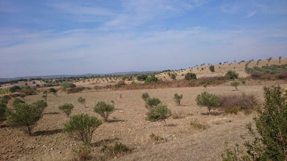 Ayvalık Türközü Köyü Resimleri 3