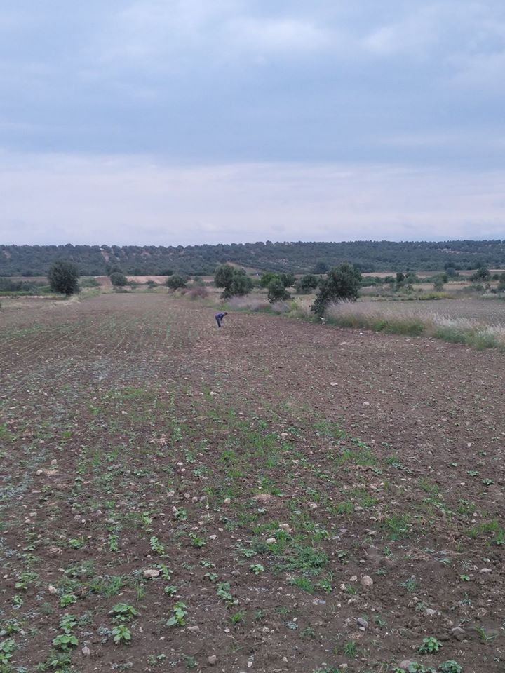 Ayvalık Yeniköy Köyü Resimleri 3