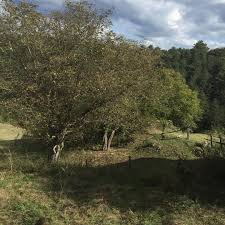 Mengen Kıyaslar Köyü Resimleri 3