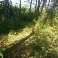 Mengen Kuzgöl Köyü Resimleri 2