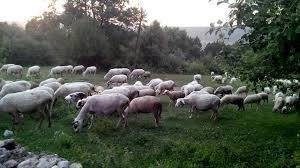 Mengen Nazırlar Köyü Resimleri 3