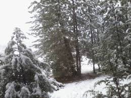 Mengen Nazırlar Köyü Resimleri 6