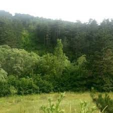 Mengen Rüknettinköy Köyü Resimleri 2