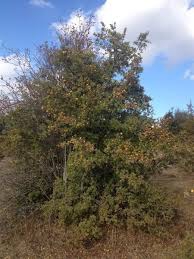 Mudurnu Beyderesi Köyü Resimleri 2