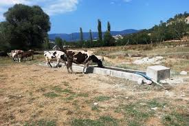 Mengen Dedeler Köyü Resimleri 4