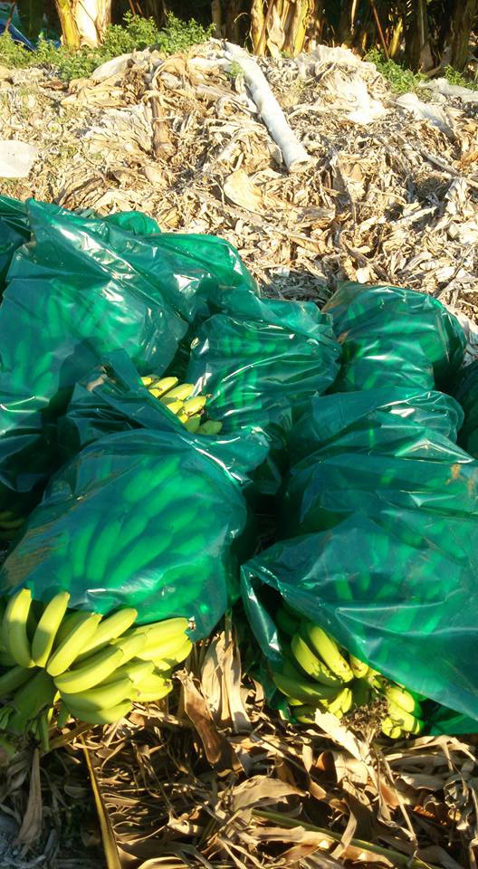 Antalya Gazipaşa Muzkent Köyü Resimleri 1