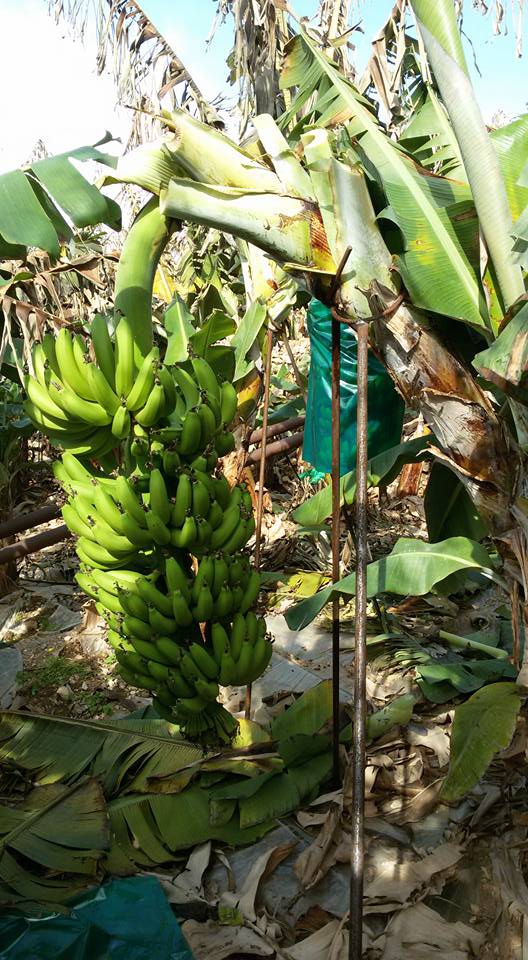 Antalya Gazipaşa Muzkent Köyü Resimleri 6