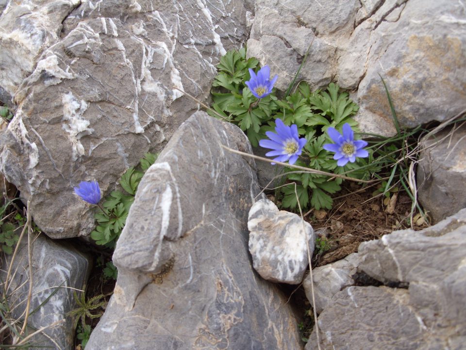 Antalya Gazipaşa Şahinler Köyü Resimleri 20