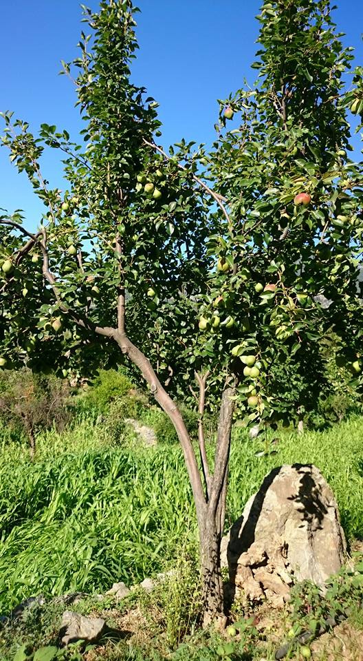 Antalya Gazipaşa Şahinler Köyü Resimleri 21