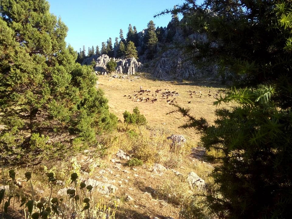 Antalya Gündoğmuş Narağacı Köyü Resimleri 39