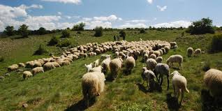 Seben Haccağız Köyü Resimleri 4