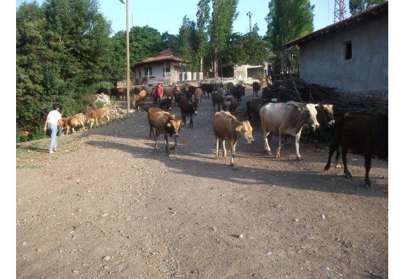 Çorum Sungurlu Göller Köyü Resimleri 16