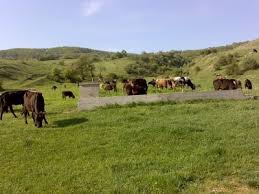 Yeniçağa Aşağıkuldan Köyü Resimleri 2