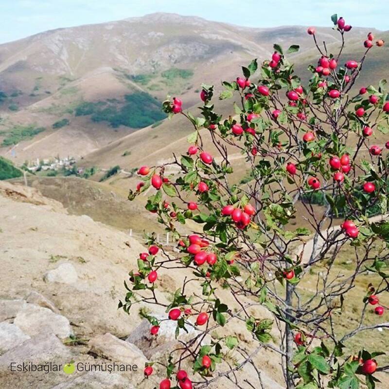 Kürtün Tilkicek Köyü Resimleri 5