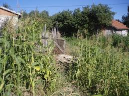 Yeniçağa Kındıra Köyü Resimleri 2