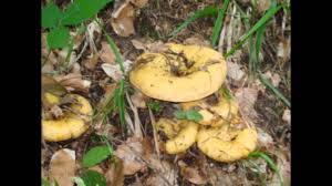 Yeniçağa Kındıra Köyü Resimleri 6