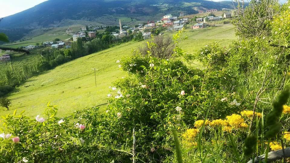 Şiran Alıç Köyü Resimleri 1