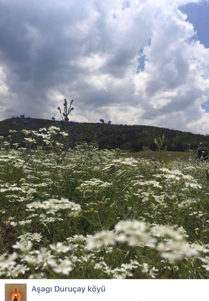 Şiran Aşağıduruçay Köyü Resimleri 2