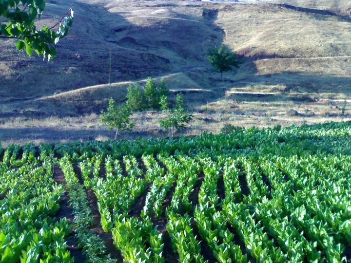 Adıyaman Ağaçkonak Köyü Resimleri 11