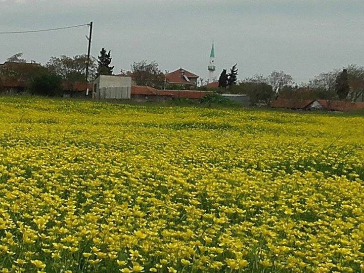 Bandırma Gölyaka Köyü Resimleri 6