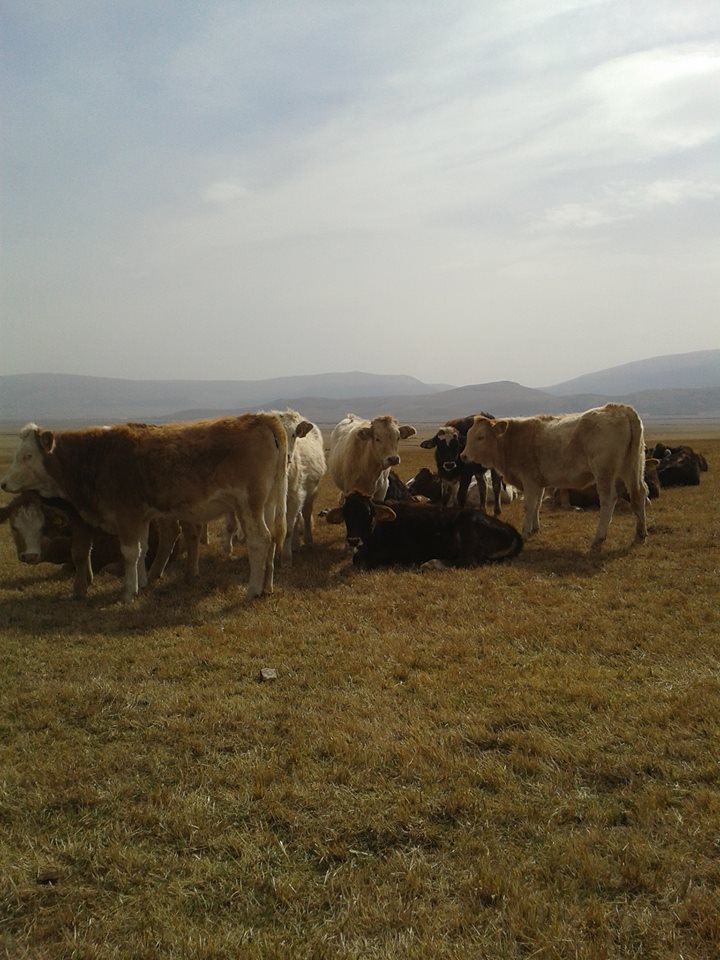Ağrı Eleşkirt Çetinsu Köyü Resimleri 15
