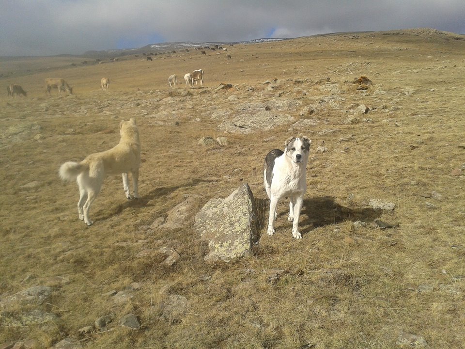 Ağrı Eleşkirt Çetinsu Köyü Resimleri 17