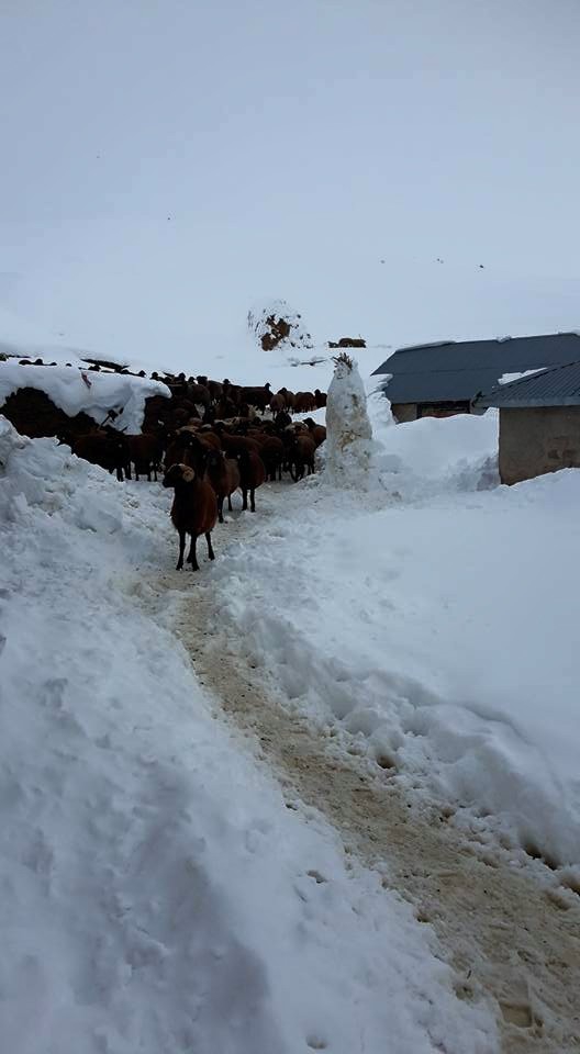 Ağrı Eleşkirt Gözaydın Köyü Resimleri 16