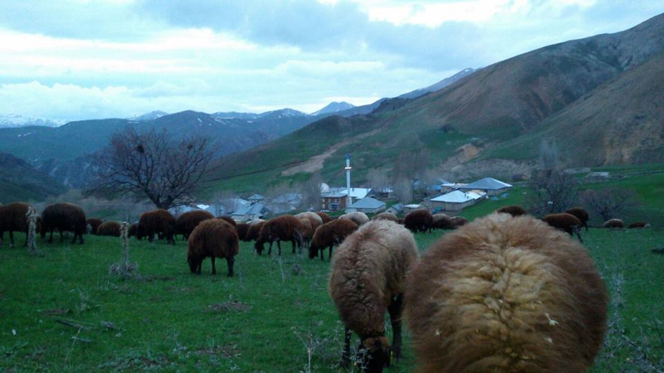 Ağrı Eleşkirt Gözaydın Köyü Resimleri 21