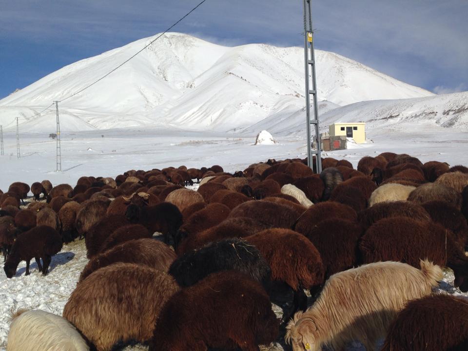 Ağrı Eleşkirt Gözaydın Köyü Resimleri 24