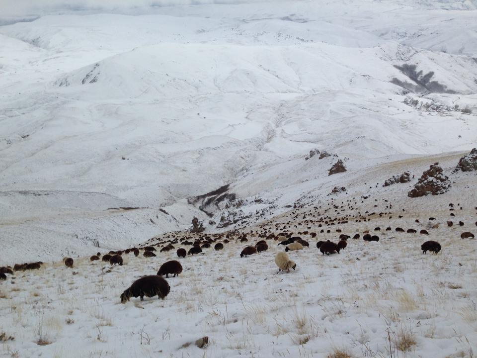 Ağrı Eleşkirt Gözaydın Köyü Resimleri 26