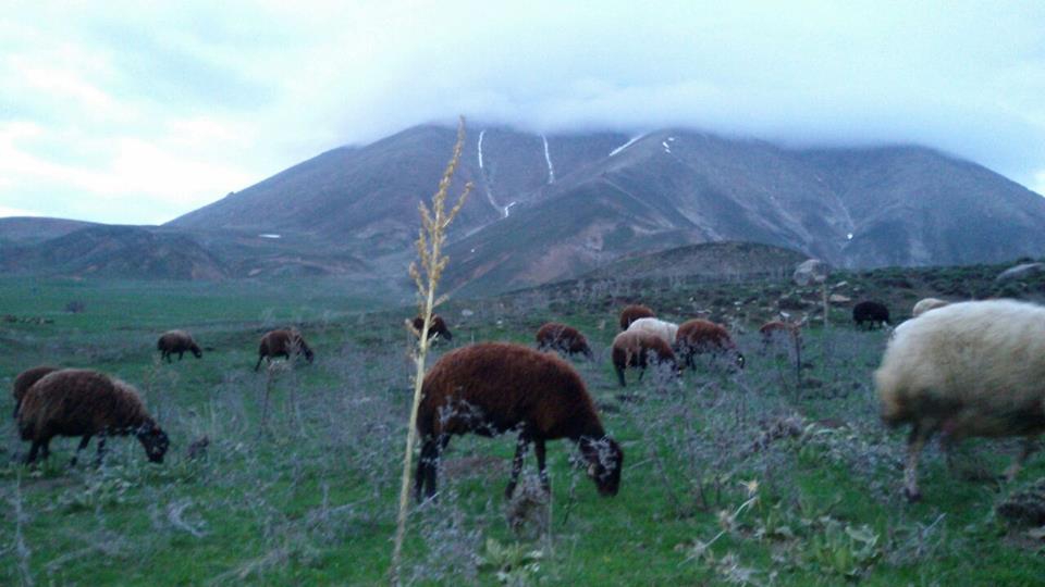 Ağrı Eleşkirt Gözaydın Köyü Resimleri 3