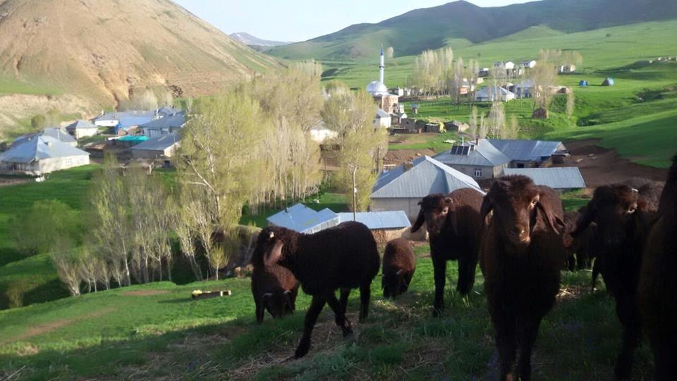 Ağrı Eleşkirt Gözaydın Köyü Resimleri 35