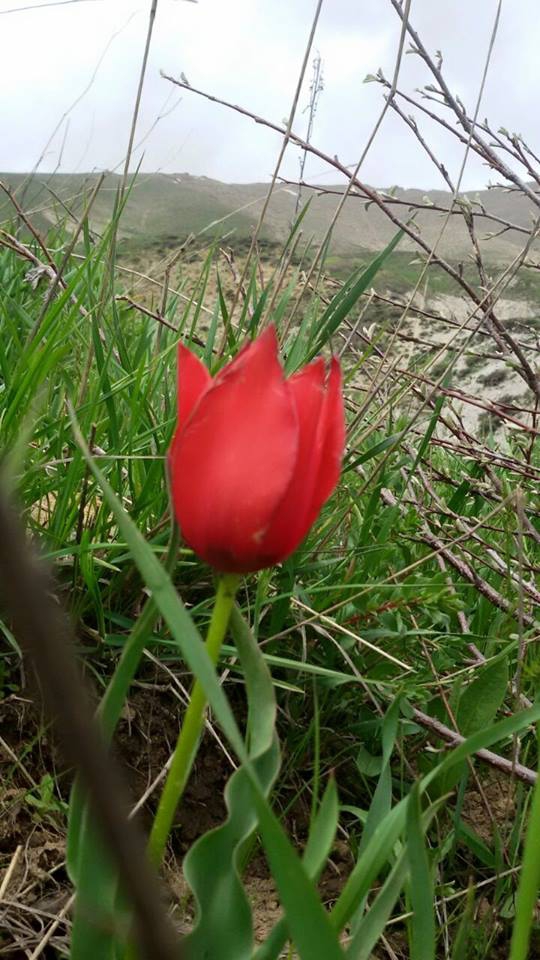 Ağrı Eleşkirt Gözaydın Köyü Resimleri 41