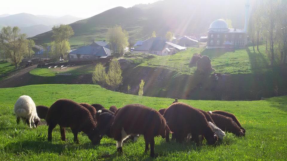 Ağrı Eleşkirt Gözaydın Köyü Resimleri 43