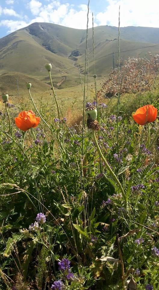 Ağrı Eleşkirt Gözaydın Köyü Resimleri 50