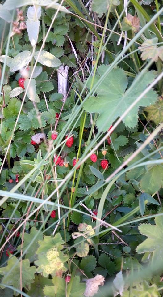 Ağrı Eleşkirt Gözaydın Köyü Resimleri 54