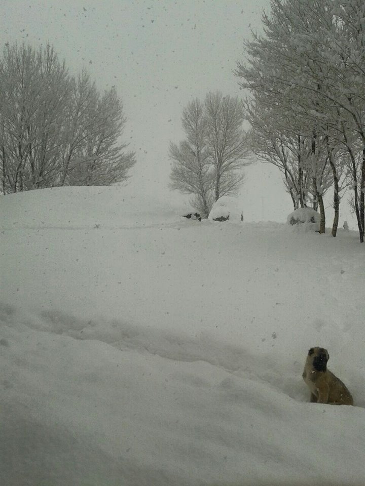 Ağrı Eleşkirt Gözaydın Köyü Resimleri 65